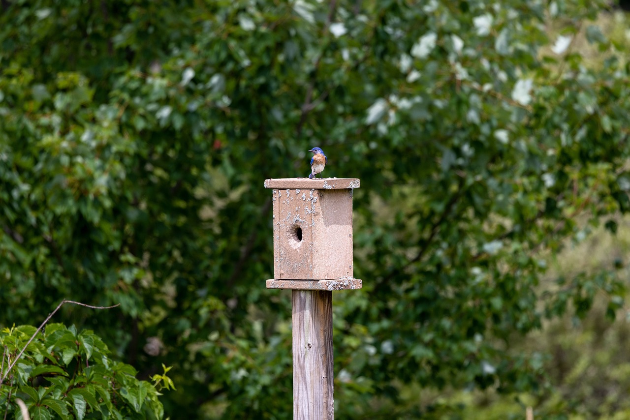 How to Build a DIY Birdhouse for Your Garden